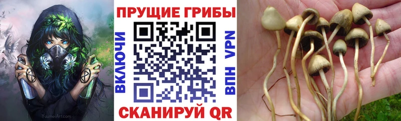 Псилоцибиновые грибы GOLDEN TEACHER  OMG как войти  Советский 